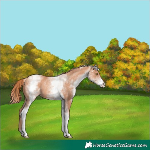 Horse Color:White Spotted Gold Champagne 