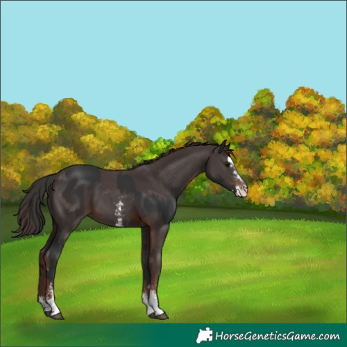 Horse Color:Brown Splash and Liver Chestnut Sabino