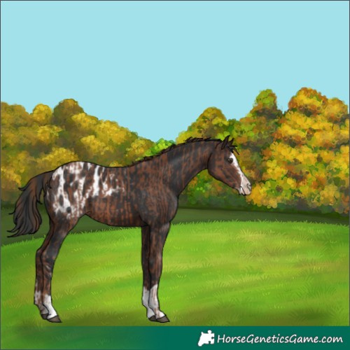 Horse Color:Chestnut Sabino Appaloosa Rabicano  and Brown Splash Appaloosa Rabicano 