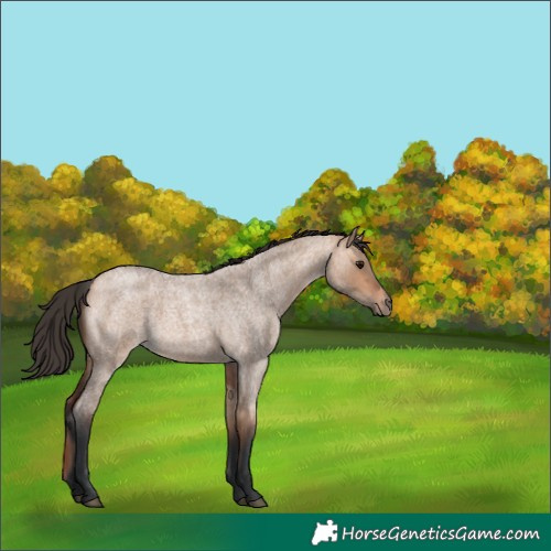 Horse Color:Bay Roan Dun Rabicano 