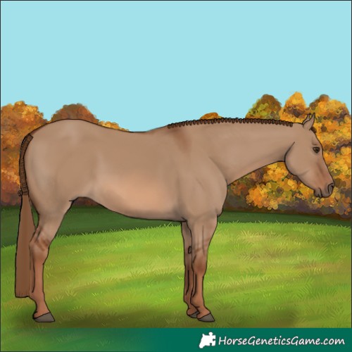 Horse Color:Red Dun Rabicano