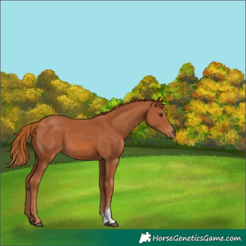 Horse Color:Chestnut Sabino