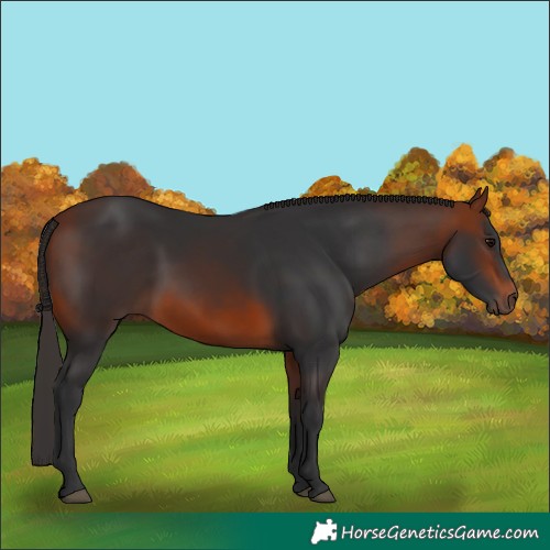 Horse Color:Bay Rabicano