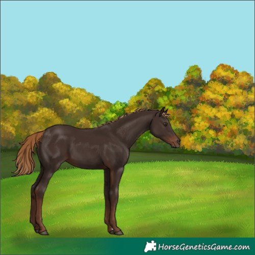 Horse Color:Liver Chestnut Rabicano 