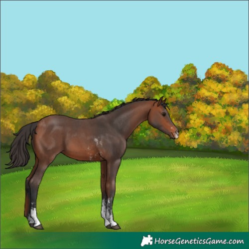 Horse Color:Bay Sabino 