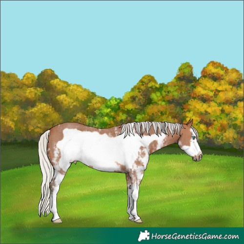 Horse Color:Silver Bay Sabino Frame 