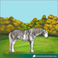 Horse Color:Gray Silver Black Sabino 
