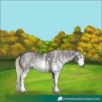 Horse Color:Gray Silver Black Sabino