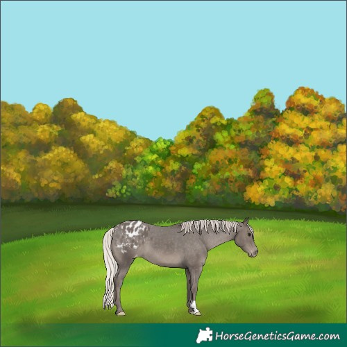Horse Color:Silver Black Blanket 