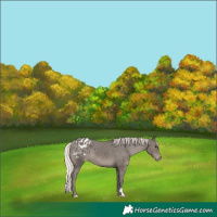 Horse Color:Silver Black Blanket