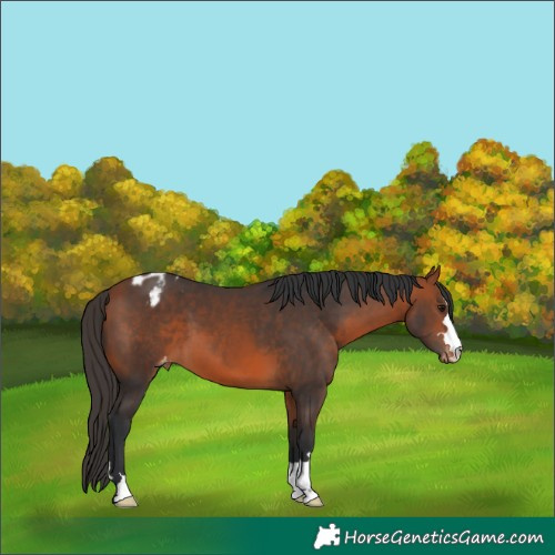 Horse Color:Bay Appaloosa 
