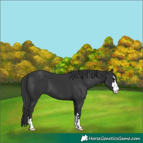 Horse Color:Black 