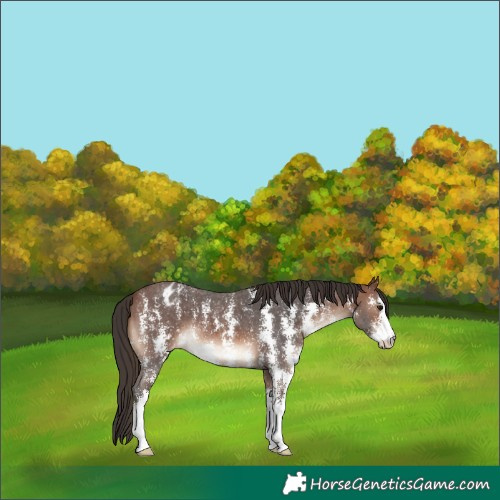 Horse Color:Brown Sabino Appaloosa 