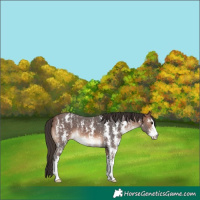 Horse Color:Brown Sabino Blanket 
