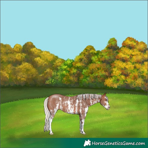 Horse Color:Silver Brown Sabino 