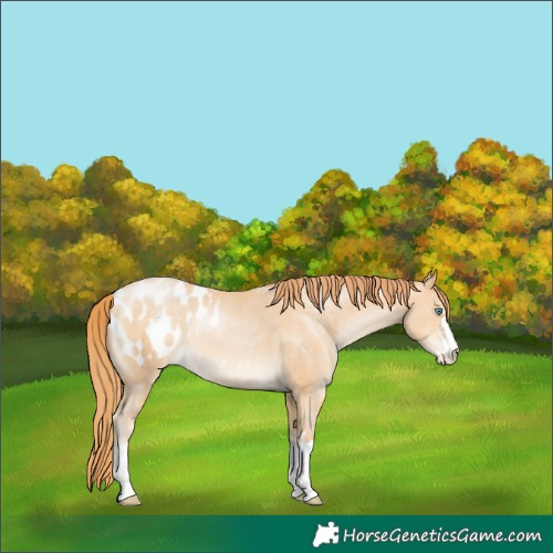 Horse Color:Buckskin Pearl Appaloosa 