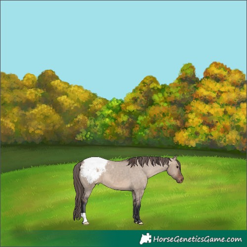 Horse Color:Brown Dun Appaloosa