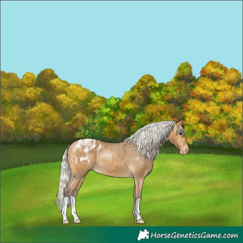 Horse Color:Silver Buckskin Appaloosa