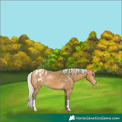 Horse Color:Silver Buckskin Appaloosa 