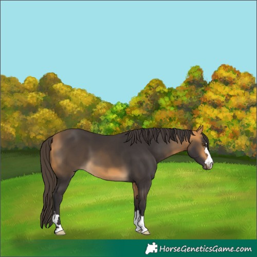 Horse Color:Buckskin