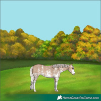 Horse Color:Silver Brown Dun Sabino