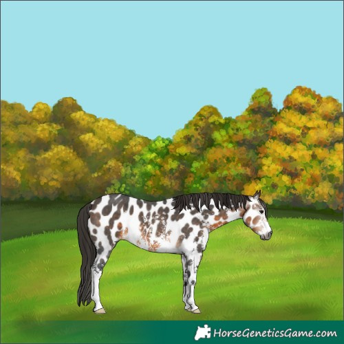 Horse Color:Gray Buckskin Sabino Appaloosa