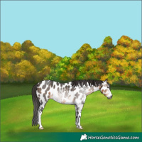 Horse Color:Gray Buckskin Sabino Appaloosa