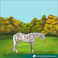 Horse Color:Silver Smoky Grullo Near Leopard 