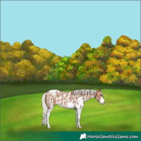 Horse Color:Silver Bay Sabino Appaloosa 
