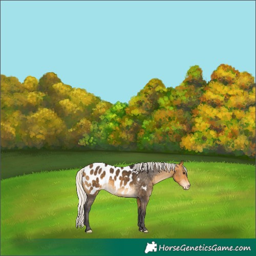 Horse Color:Silver Buckskin Appaloosa 