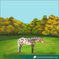 Horse Color:Silver Buckskin Appaloosa