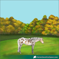 Horse Color:Silver Buckskin Appaloosa