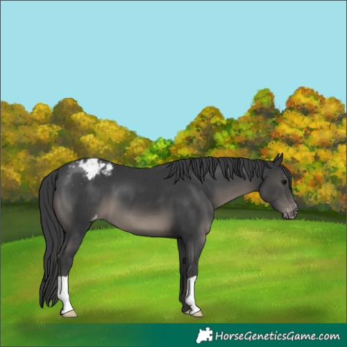 Horse Color:Black Appaloosa 