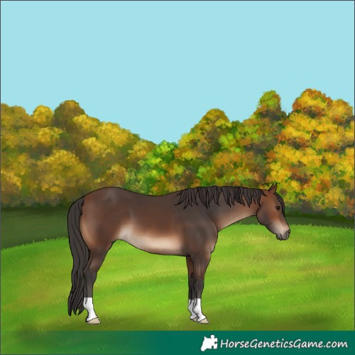 Horse Color:Brown 