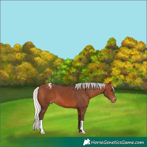 Horse Color:Silver Brown Blanket 
