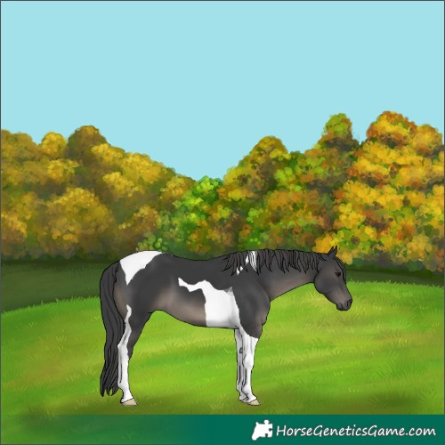 Horse Color:Black Tobiano 