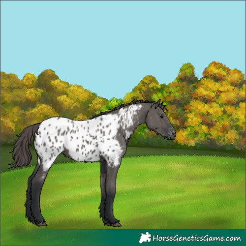 Horse Color:Grullo Near Leopard 