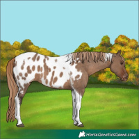 Horse Color:Liver Red Dun Tobiano Appaloosa