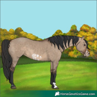 Horse Color:Unknown 