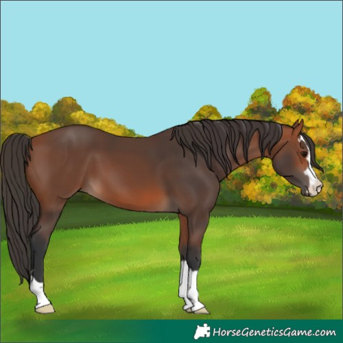 Horse Color:Unknown 