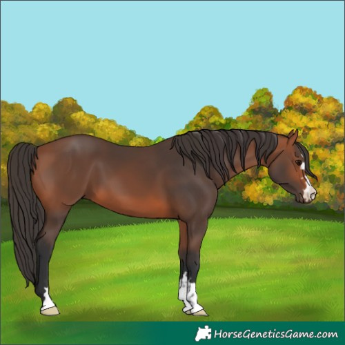 Horse Color:Unknown 