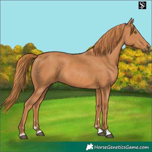 Horse Color:Chestnut 