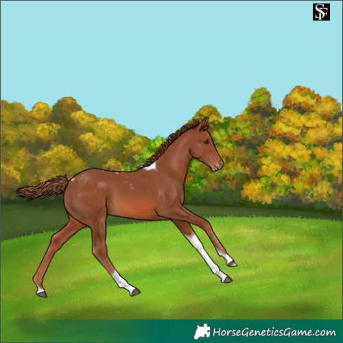 Horse Color:Chestnut Tobiano Skewed LP Spotted 