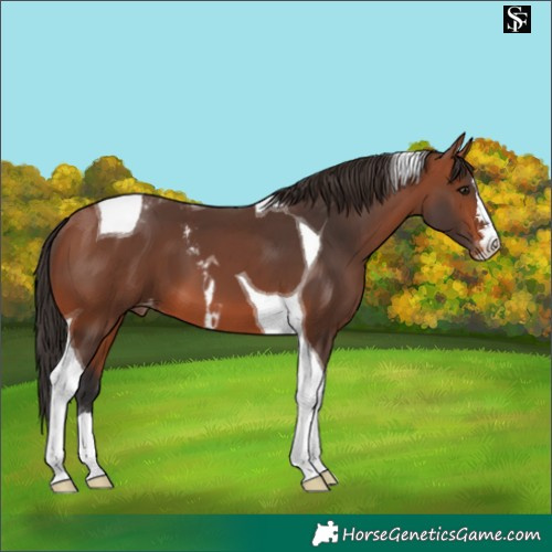 Horse Color:Bay Tobiano Skewed LP Spotted 