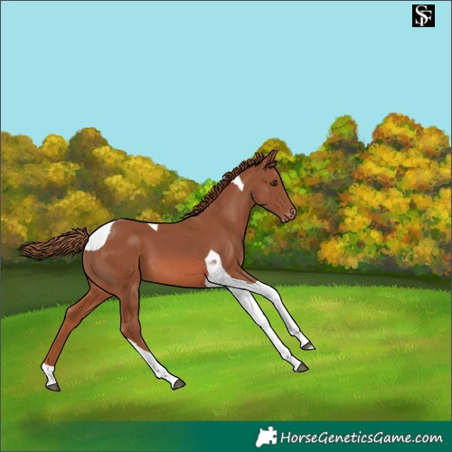 Horse Color:Chestnut Tobiano Skewed Appaloosa 