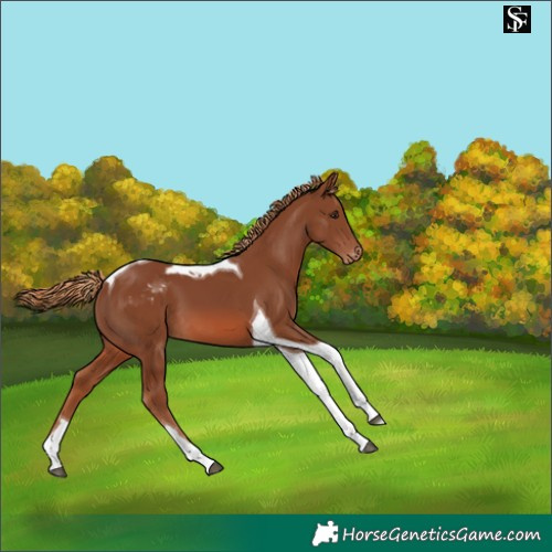 Horse Color:Chestnut Tobiano Skewed LP Spotted 