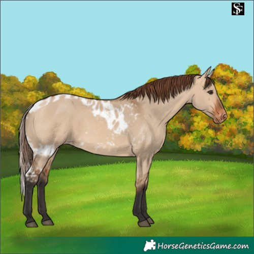 Horse Color:Bay Dun Skewed Appaloosa 