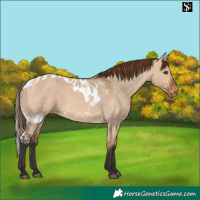 Horse Color:Bay Dun Skewed Appaloosa