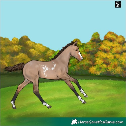 Horse Color:Bay Dun Skewed Appaloosa 