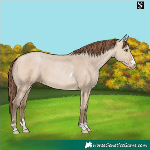 Horse Color:Amber Champagne Dun Skewed LP Spotted 
